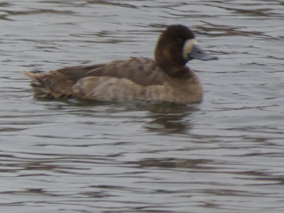 Greater Scaup - ML614020822