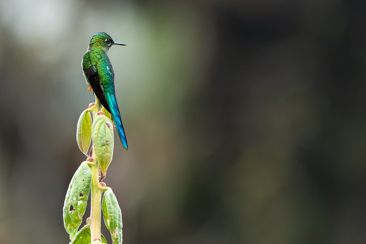 Long-tailed Sylph - ML614020982