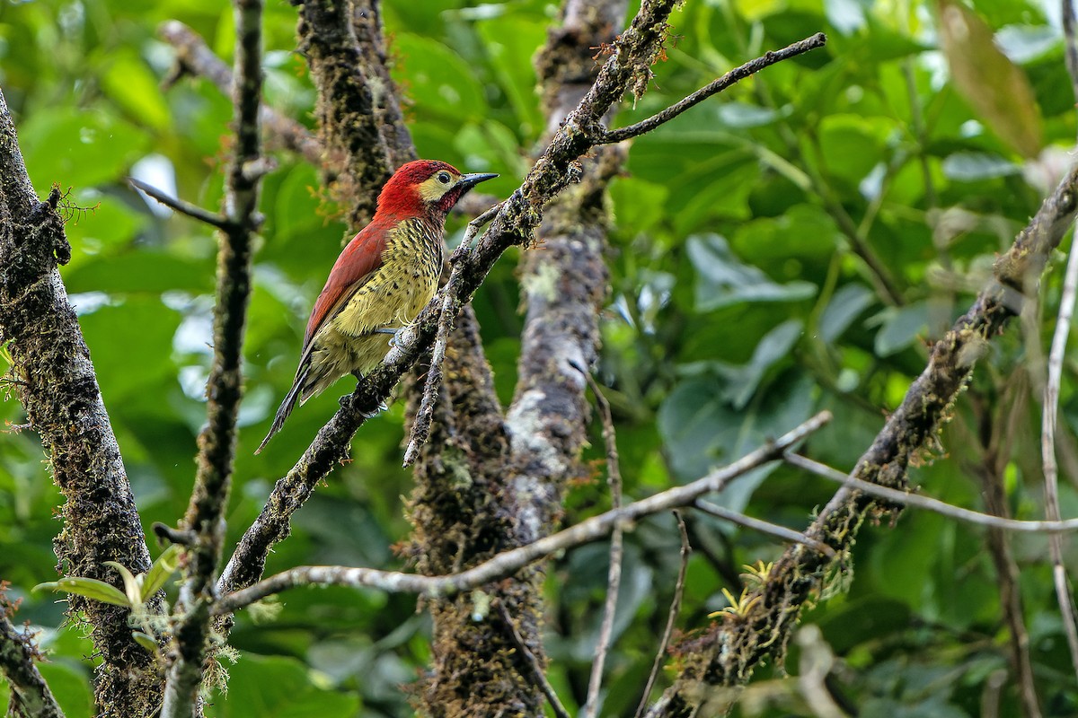 Crimson-mantled Woodpecker - ML614021020