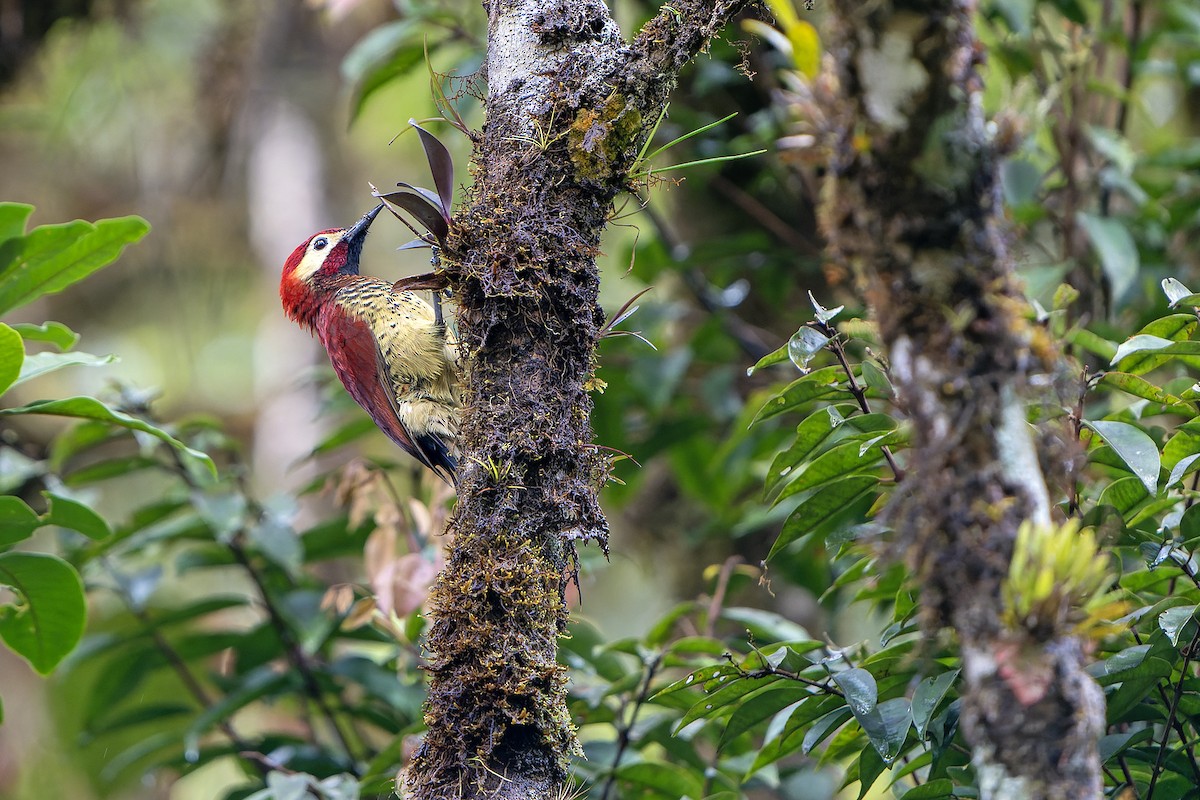 Crimson-mantled Woodpecker - ML614021021