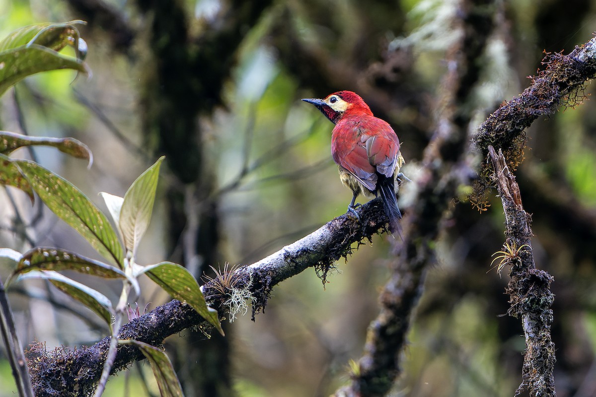 Crimson-mantled Woodpecker - ML614021023