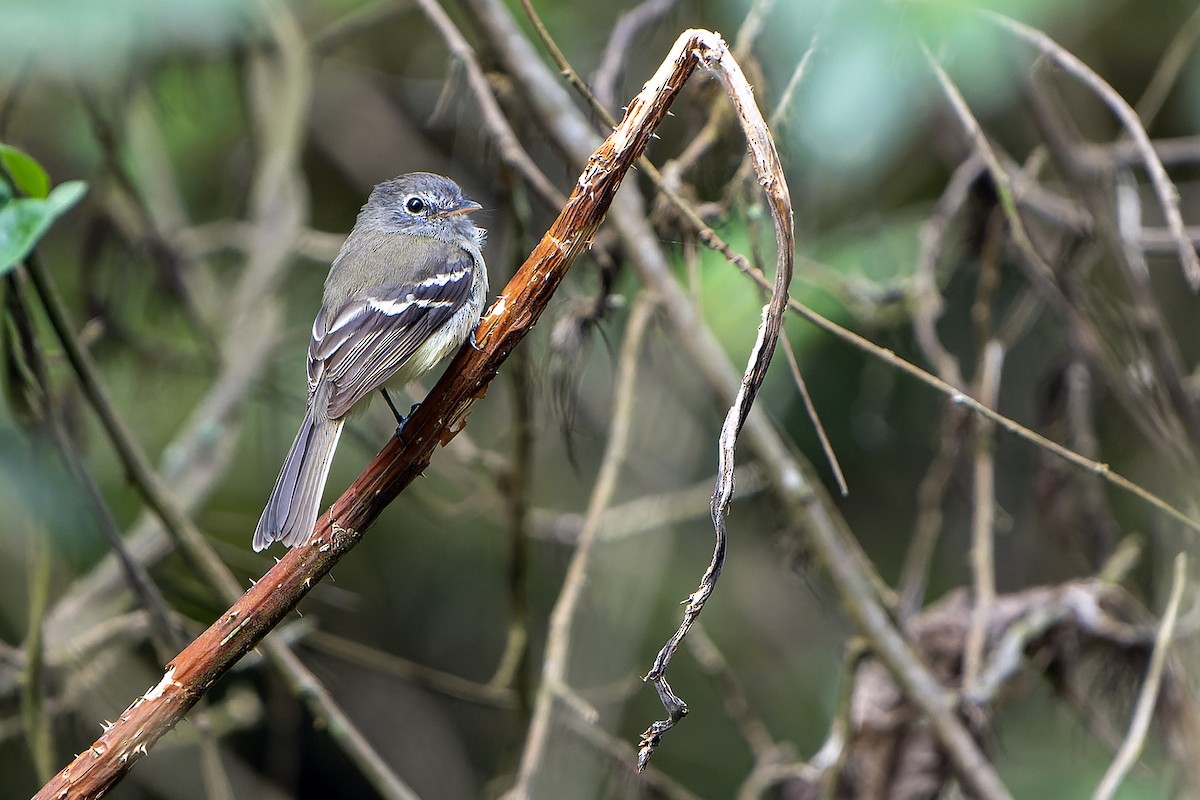 Gray-breasted Flycatcher - Daniel López-Velasco | Ornis Birding Expeditions