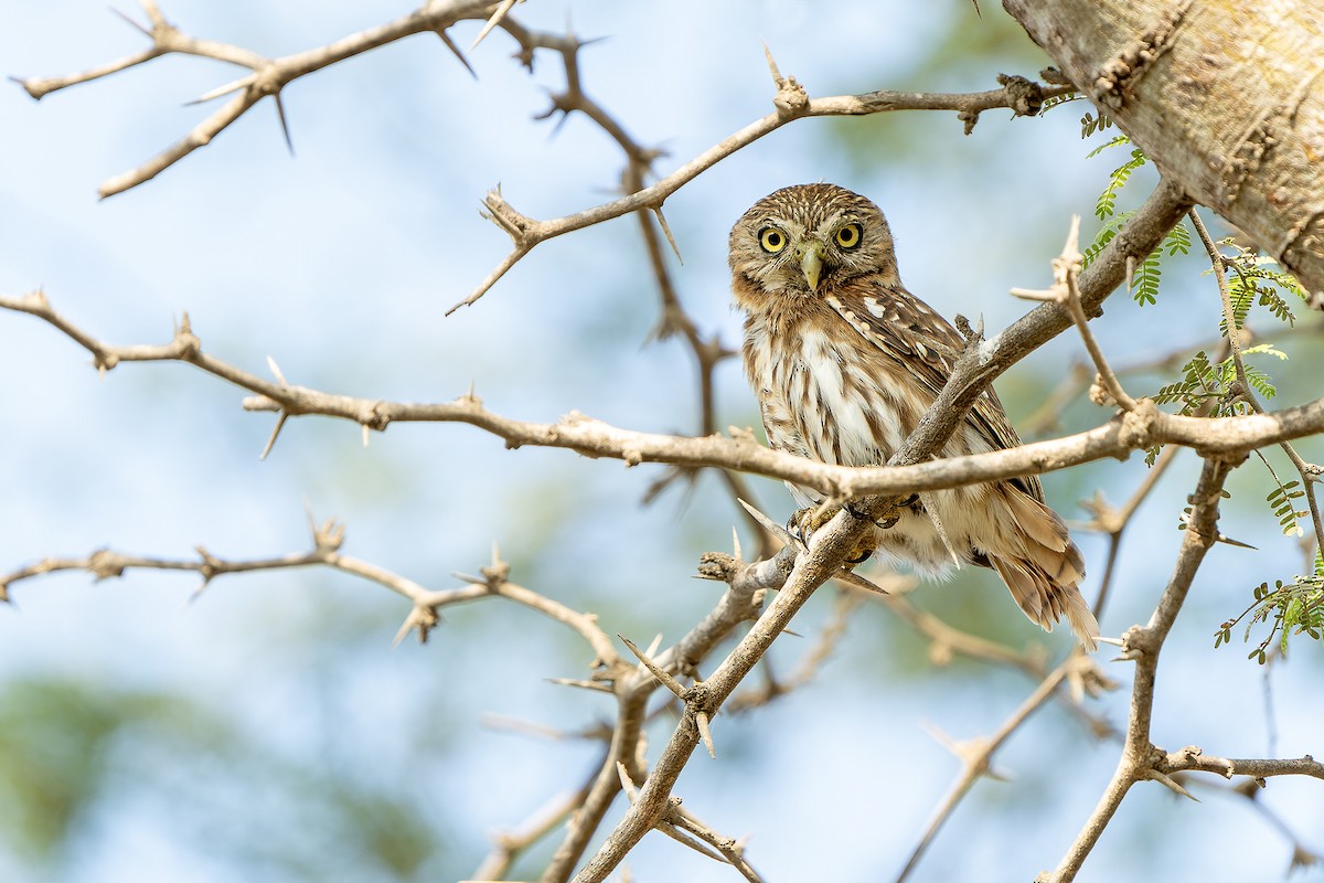 Peruvian Pygmy-Owl - ML614021659