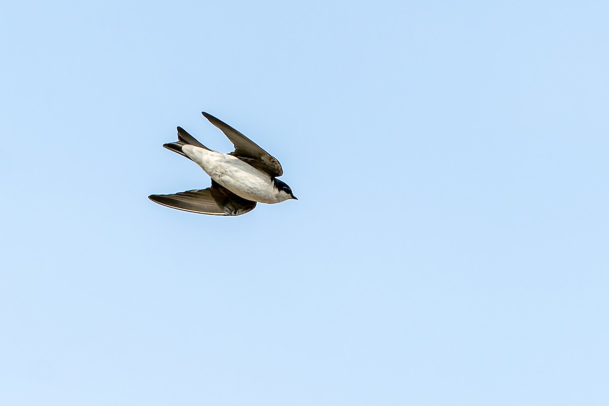 Tumbes Swallow - Daniel López-Velasco | Ornis Birding Expeditions