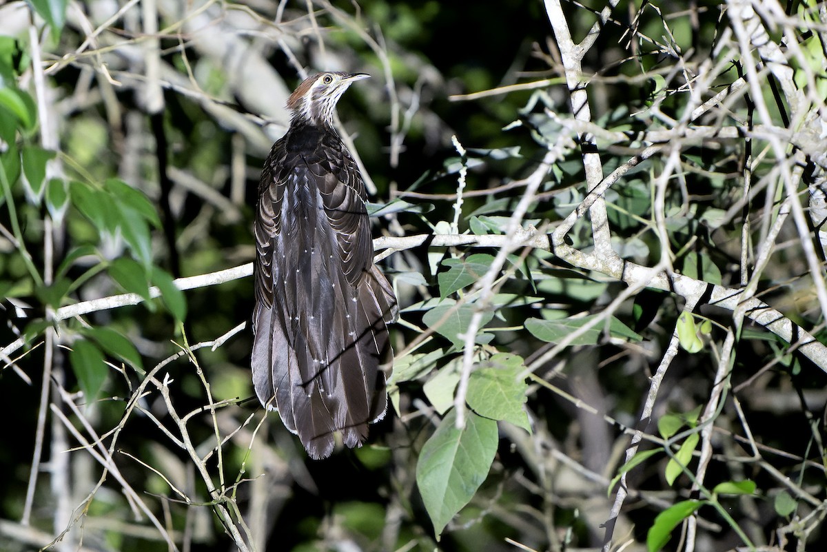 Pheasant Cuckoo - Daniel López-Velasco | Ornis Birding Expeditions