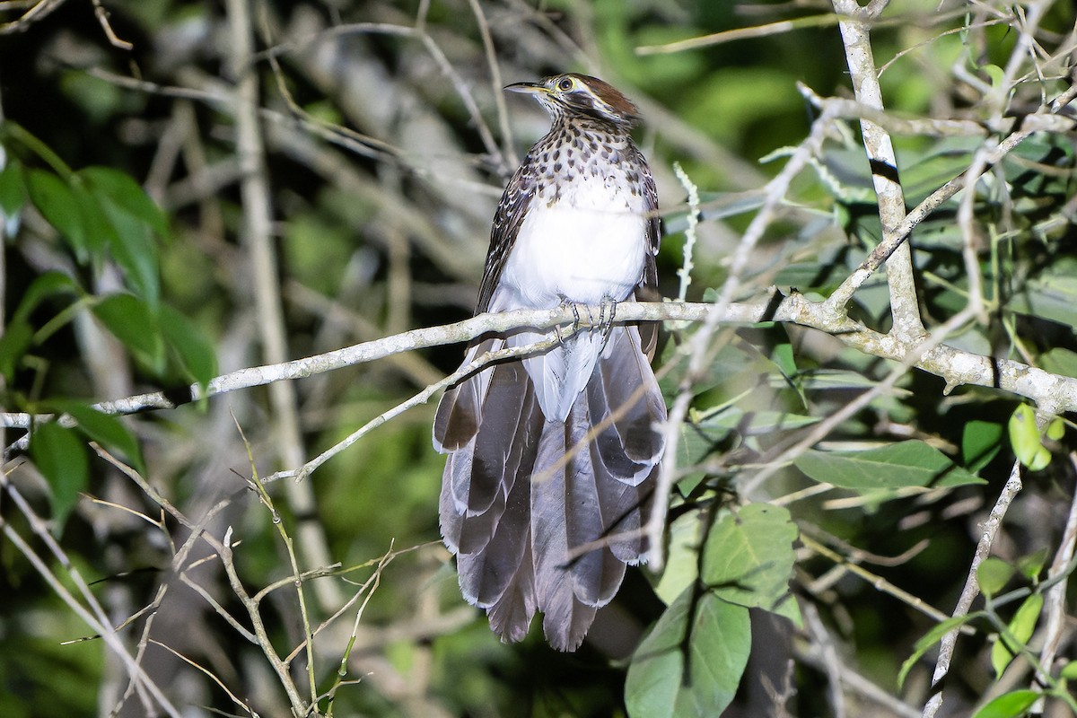 Pheasant Cuckoo - ML614021854