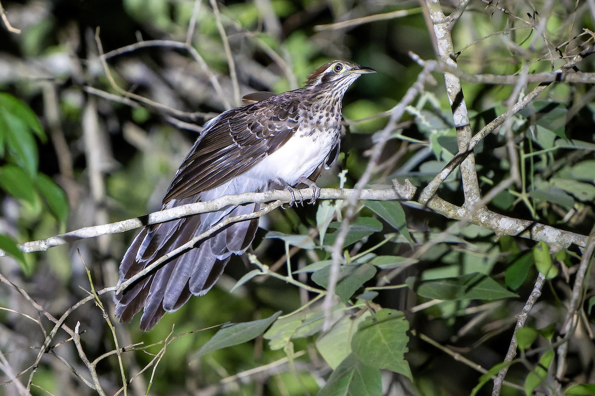 Pheasant Cuckoo - ML614021855