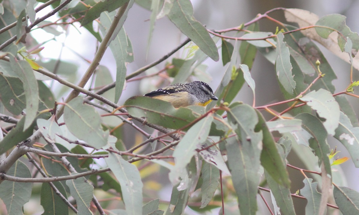 Spotted Pardalote - ML614021867