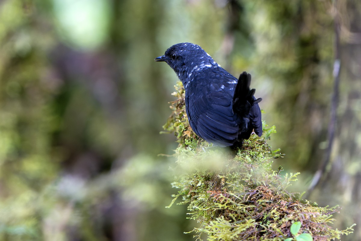 Large-footed Tapaculo - ML614021941