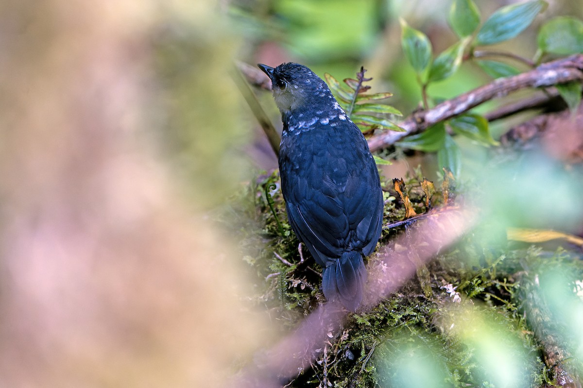 Large-footed Tapaculo - ML614021942
