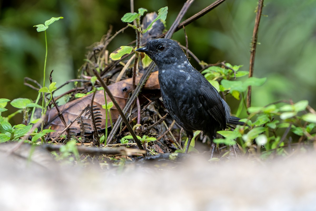 Large-footed Tapaculo - ML614021943
