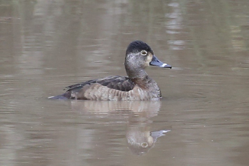 Ring-necked Duck - ML614021974
