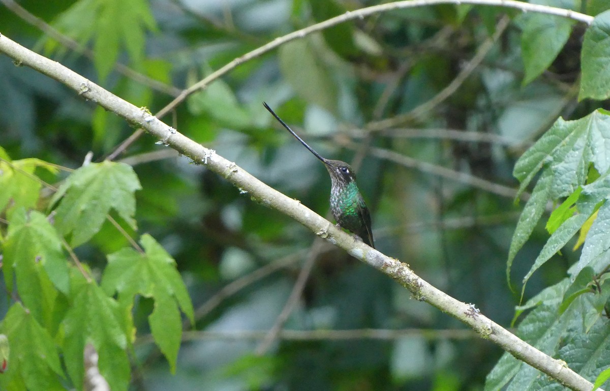 Sword-billed Hummingbird - ML614022082