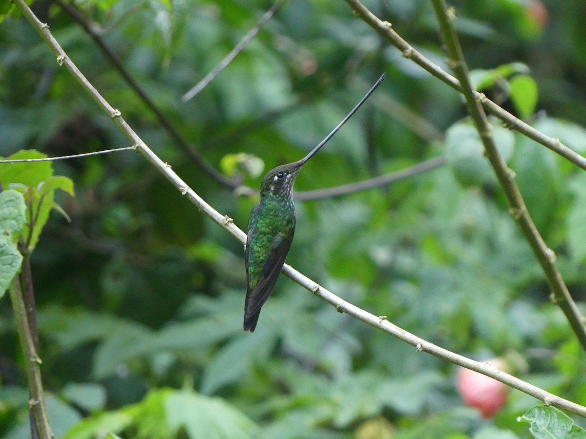 Sword-billed Hummingbird - ML614022083