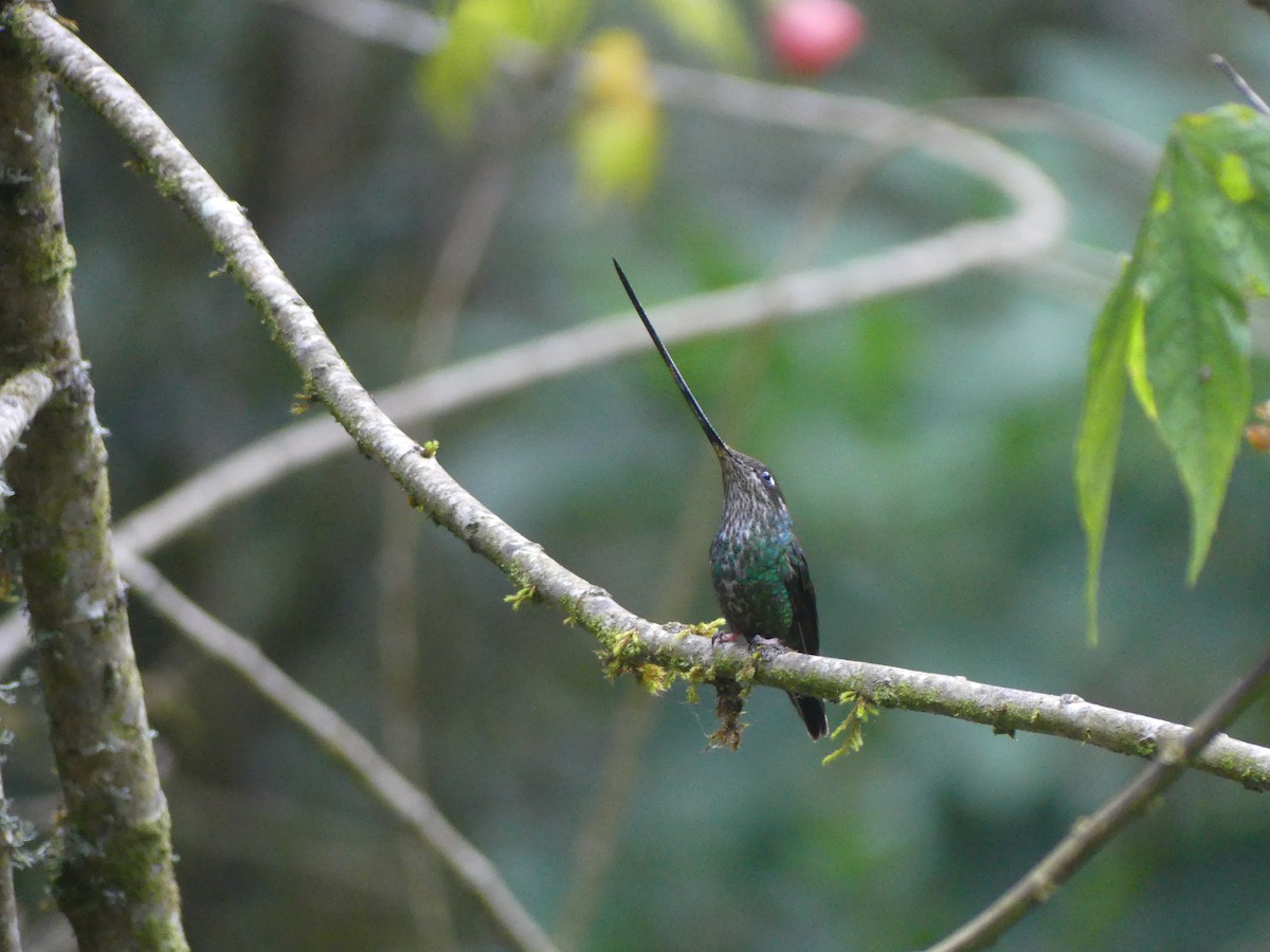 Sword-billed Hummingbird - ML614022085