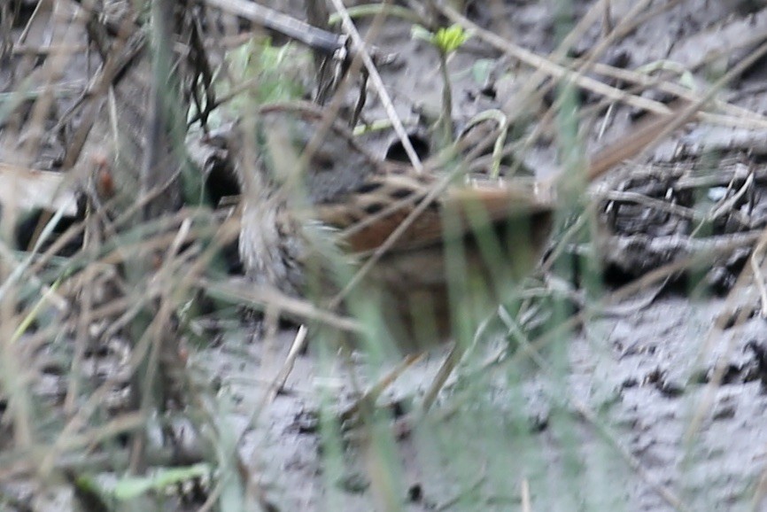 Swamp Sparrow - ML614022148