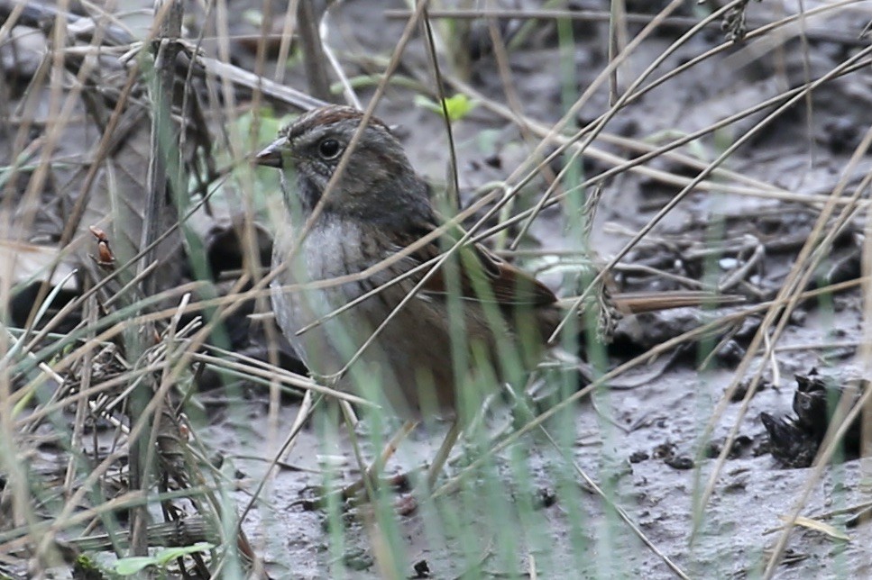 Swamp Sparrow - ML614022149