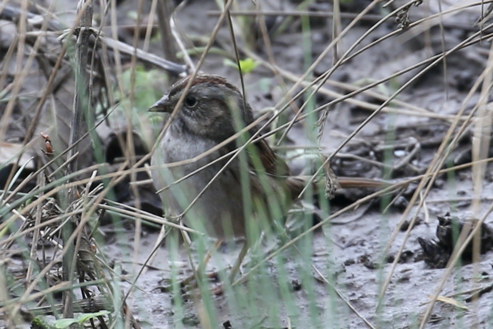 Swamp Sparrow - ML614022150