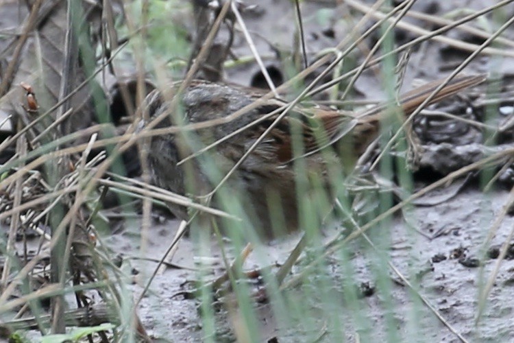Swamp Sparrow - Keith Gress