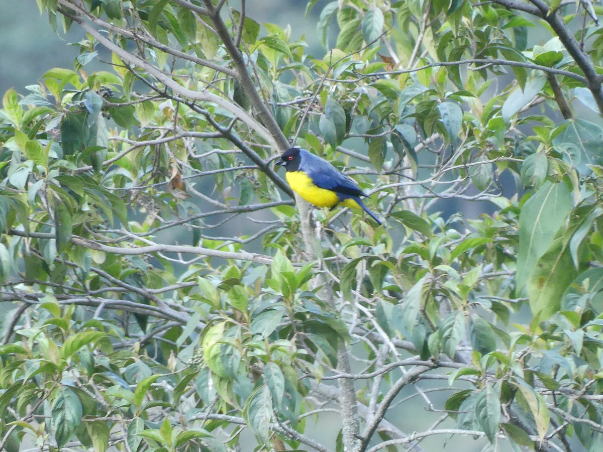 Hooded Mountain Tanager - ML614022223