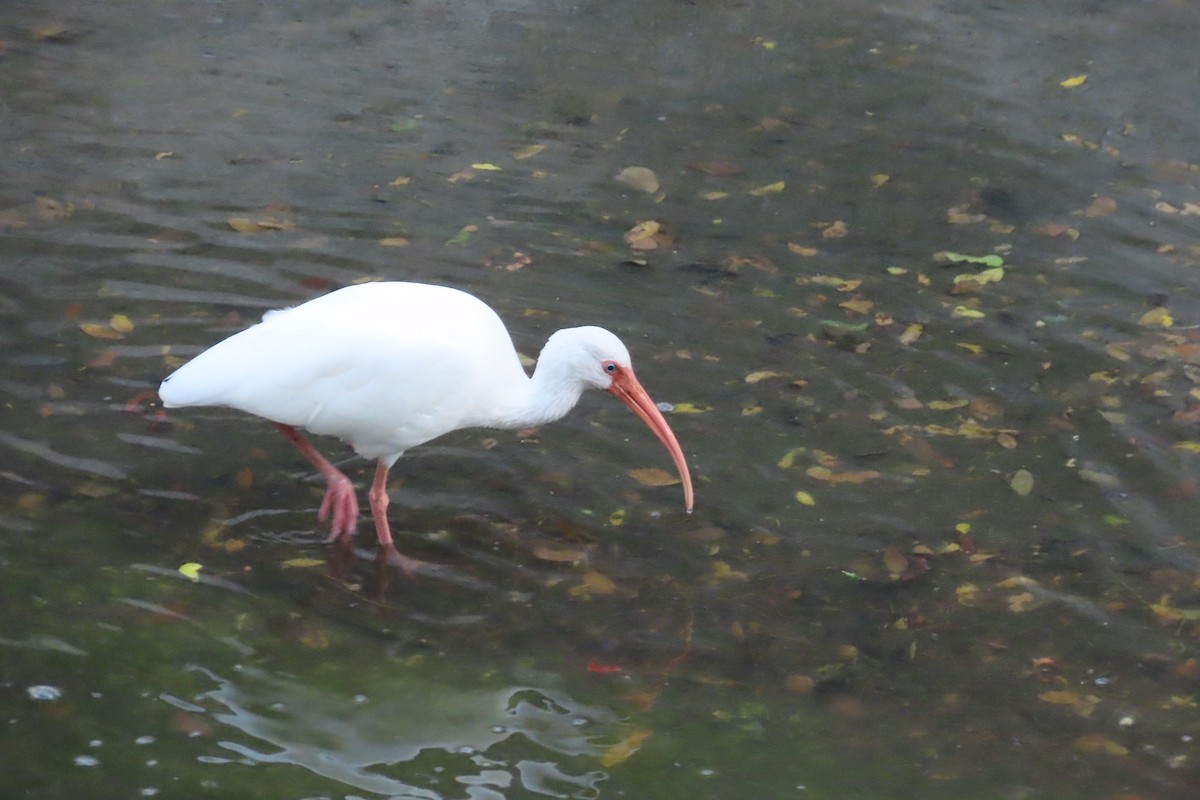 ibis bílý - ML614022405