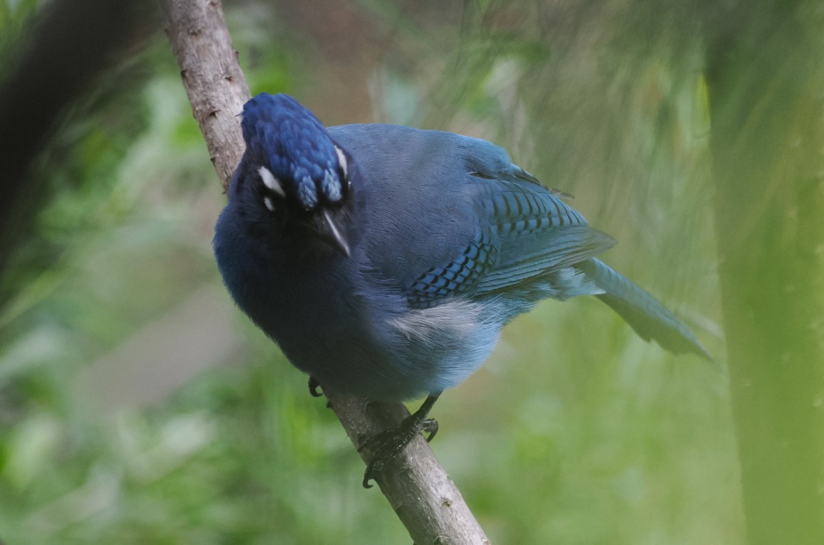 Steller's Jay (Middle American) - ML614022536