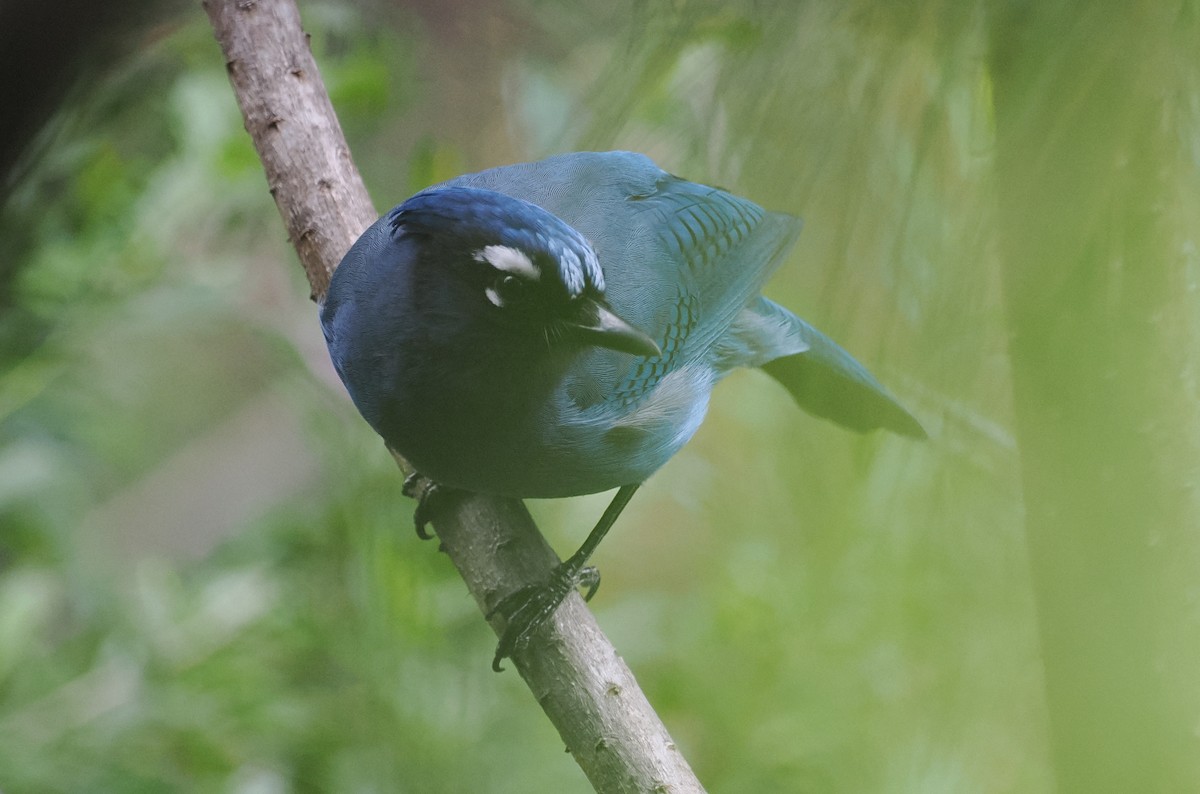Steller's Jay (Middle American) - ML614022566