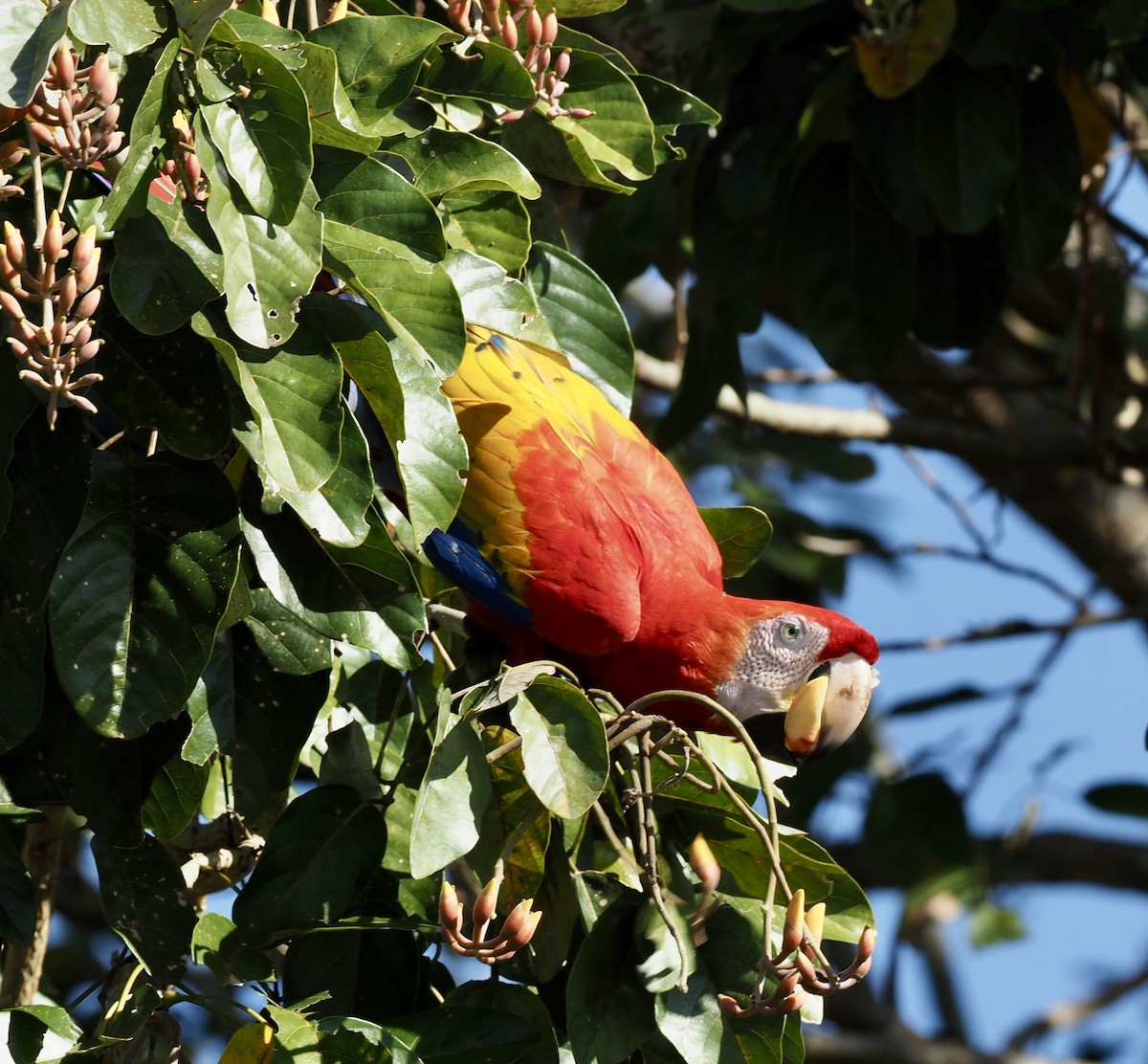 Scarlet Macaw - Sherry Lane