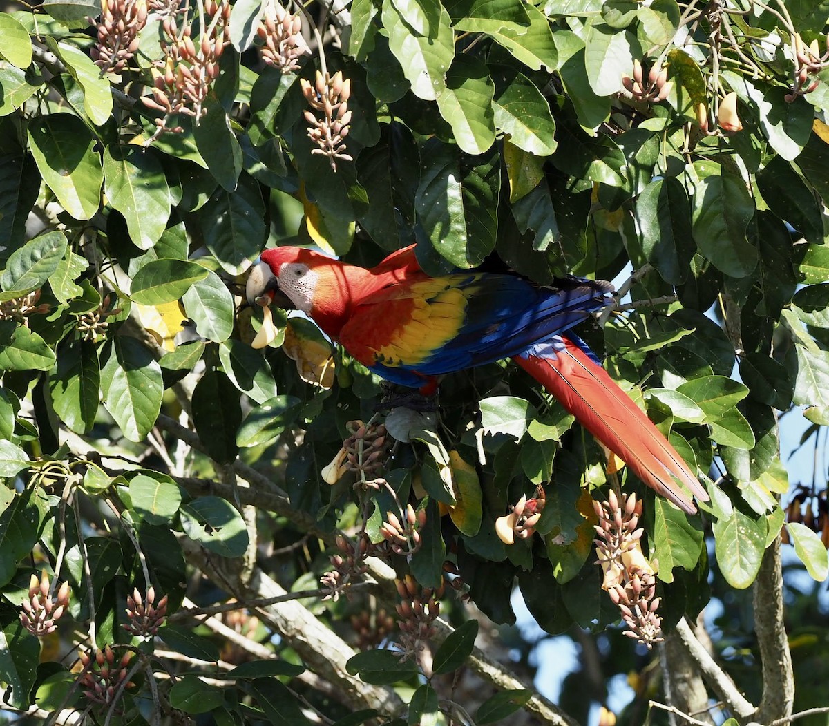 Scarlet Macaw - ML614022701