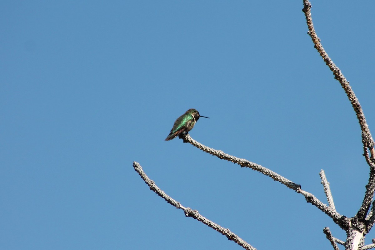 Broad-tailed Hummingbird - ML614022787