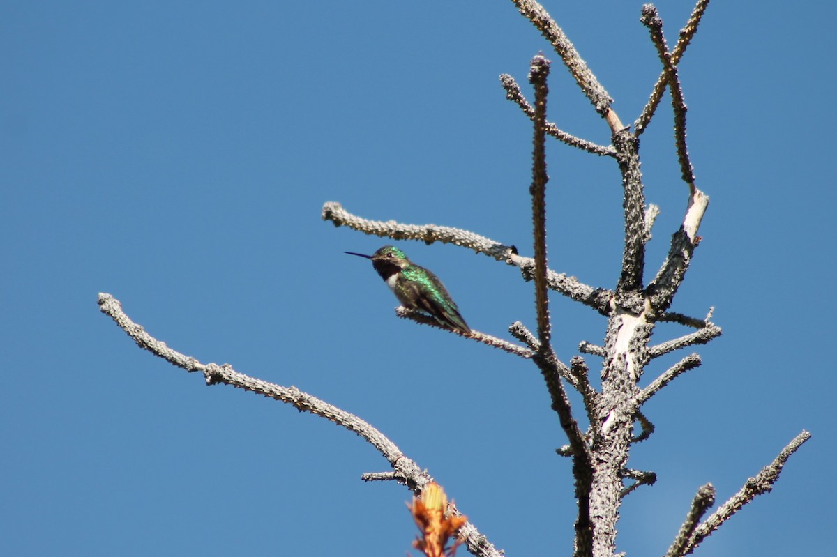 Broad-tailed Hummingbird - ML614022803