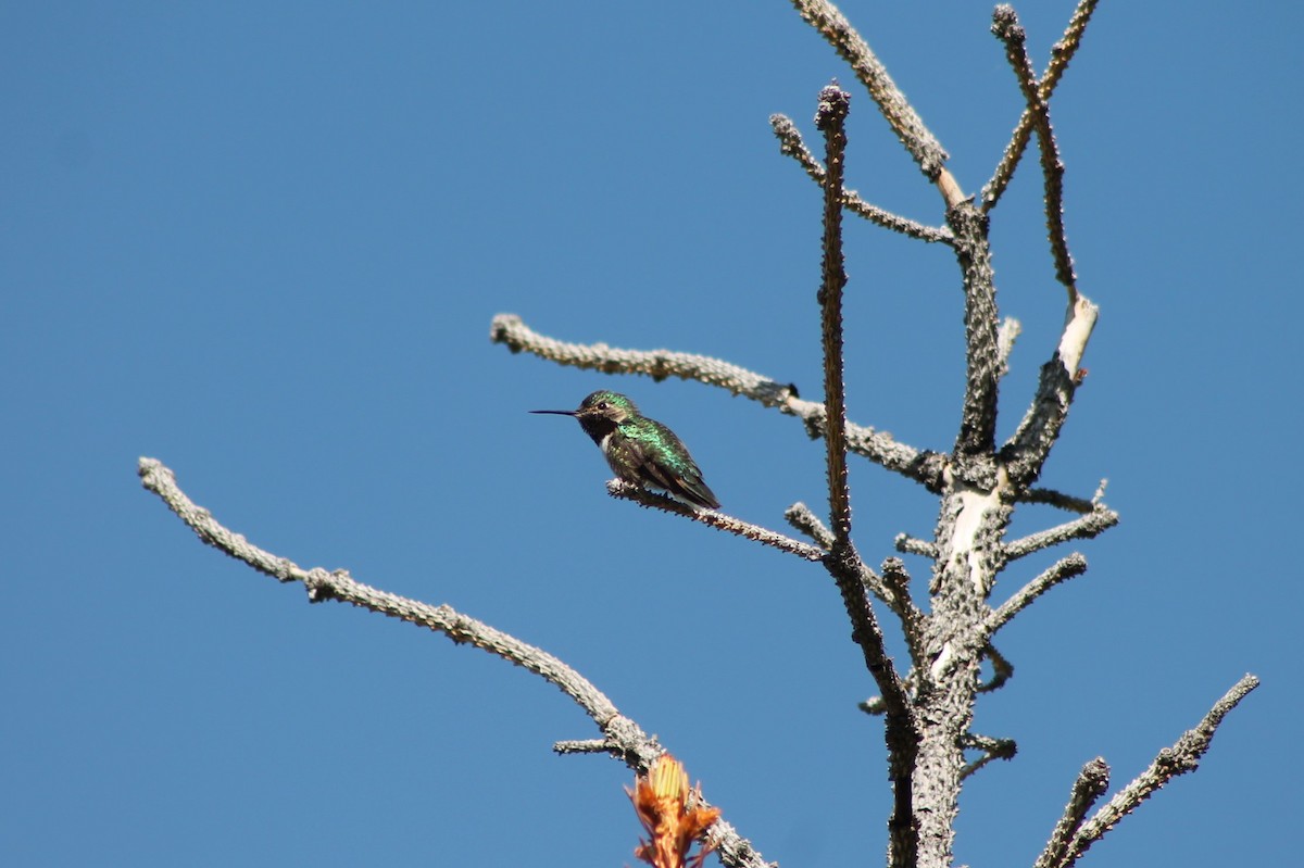 Broad-tailed Hummingbird - ML614022804