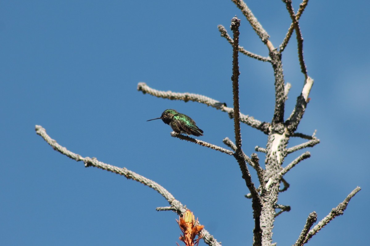 Broad-tailed Hummingbird - ML614022805