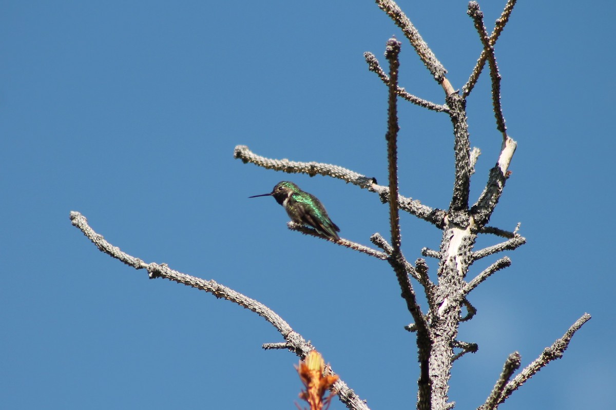 Broad-tailed Hummingbird - ML614022806