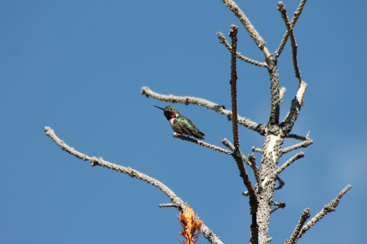 Broad-tailed Hummingbird - ML614022807