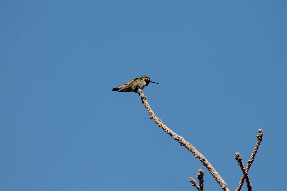 Broad-tailed Hummingbird - ML614022811