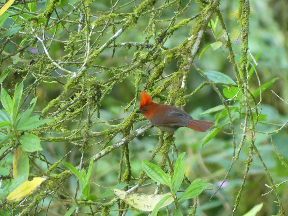 Crested Ant-Tanager - ML614022858