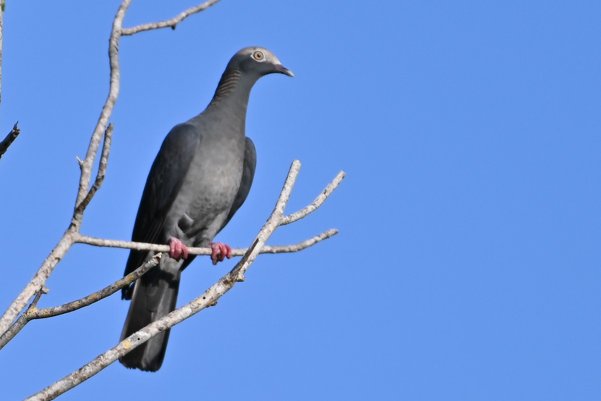 White-crowned Pigeon - ML614023280