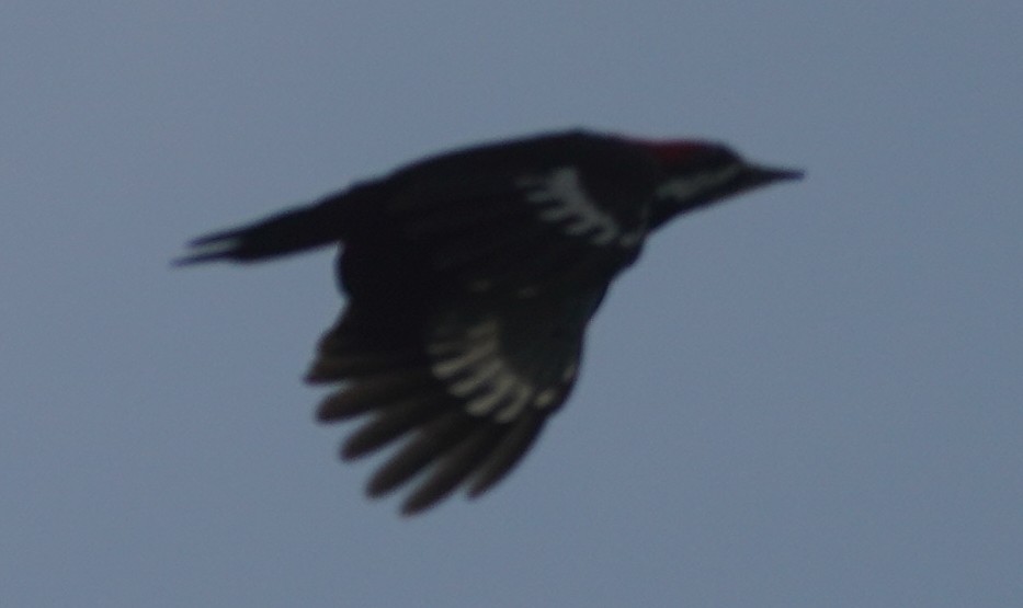 Pileated Woodpecker - ML614023288