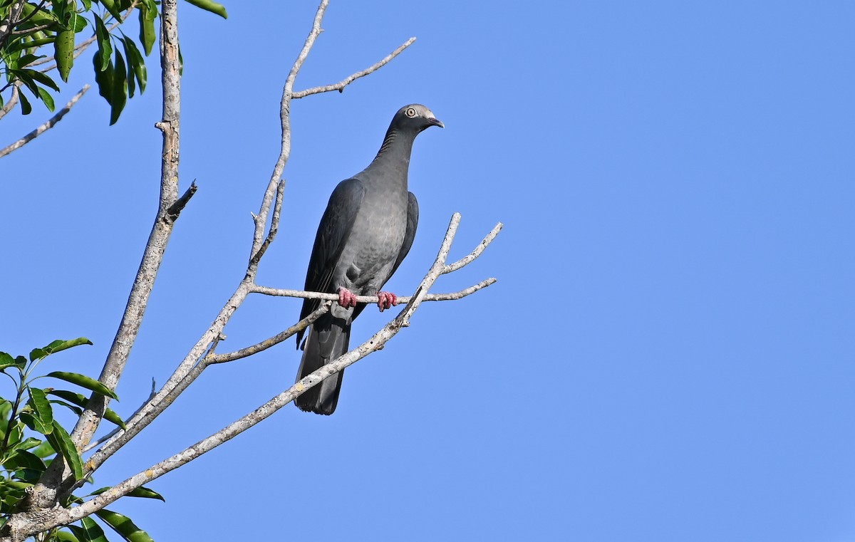 White-crowned Pigeon - ML614023292
