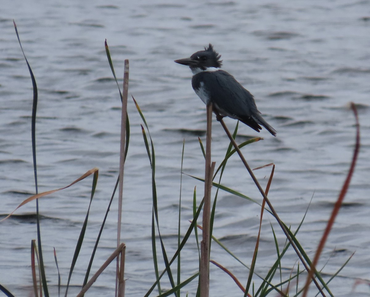 Belted Kingfisher - ML614023417