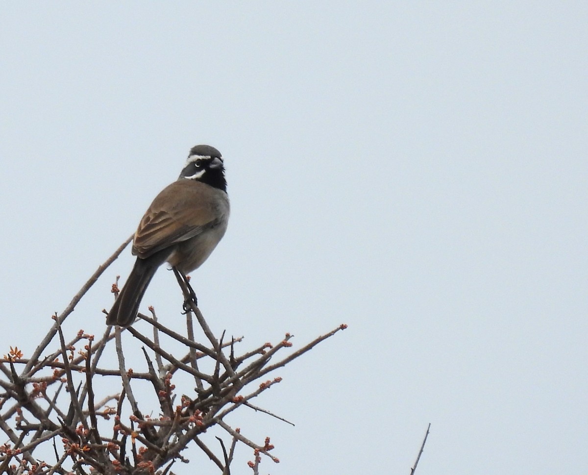 Black-throated Sparrow - ML614023420