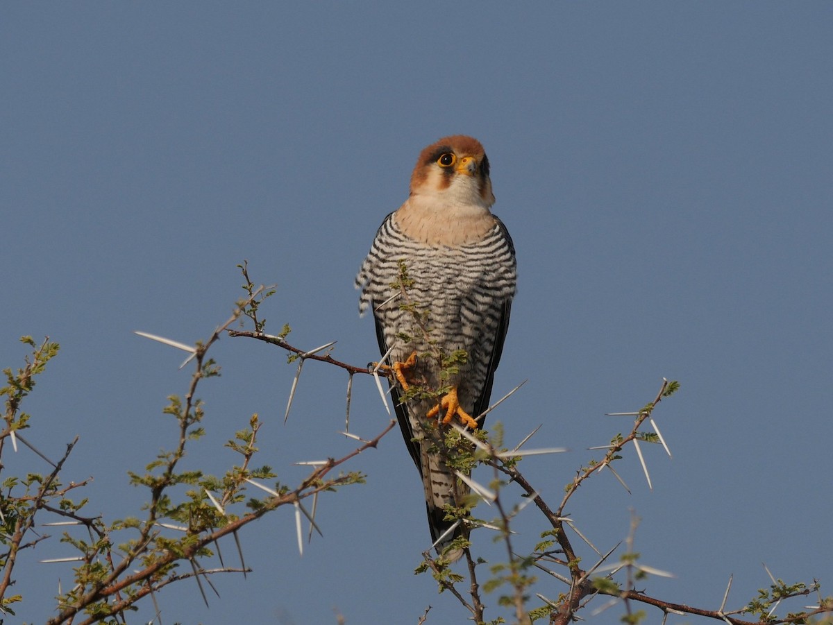 Red-necked Falcon (African) - ML614024090