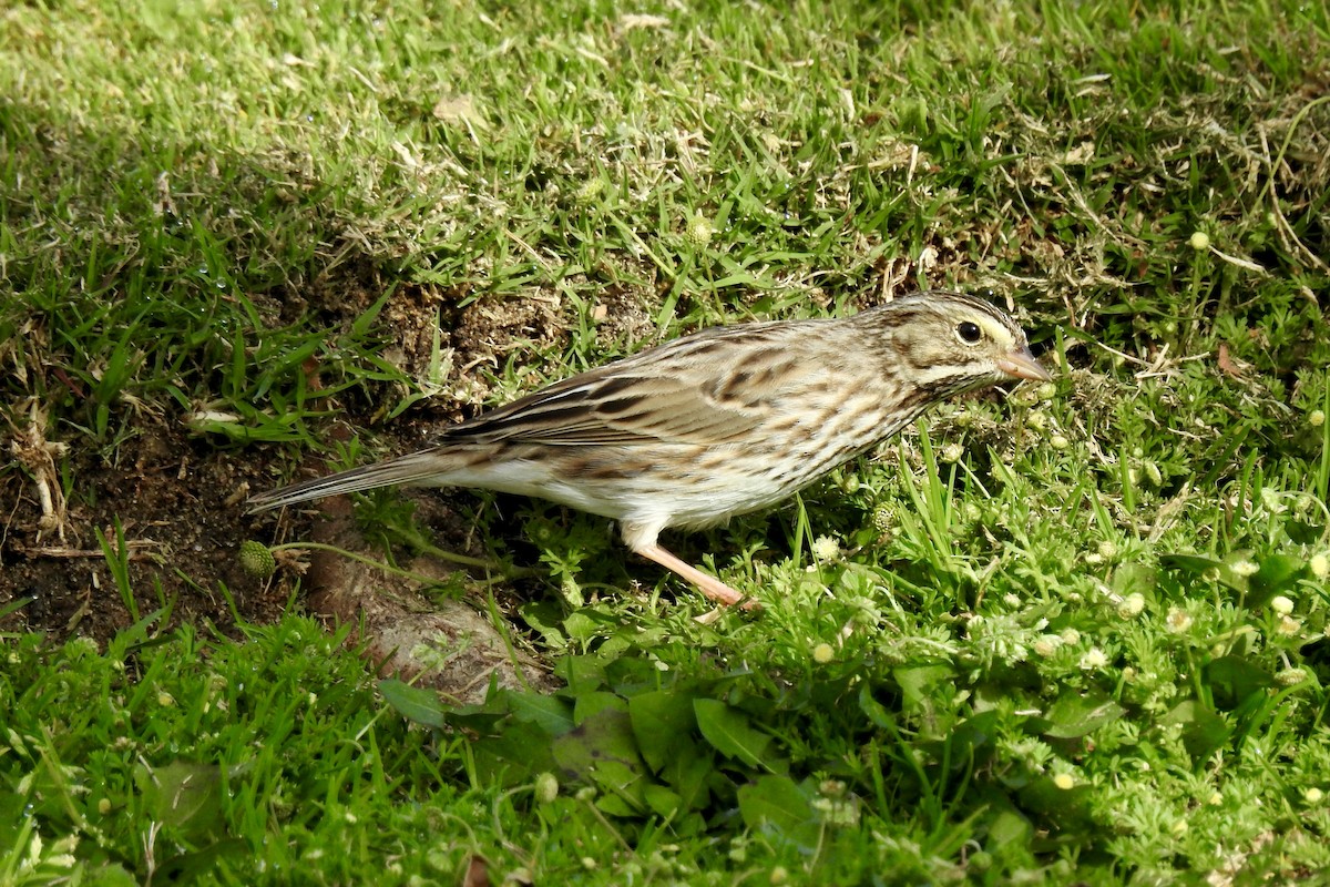 Savannah Sparrow - ML614024103