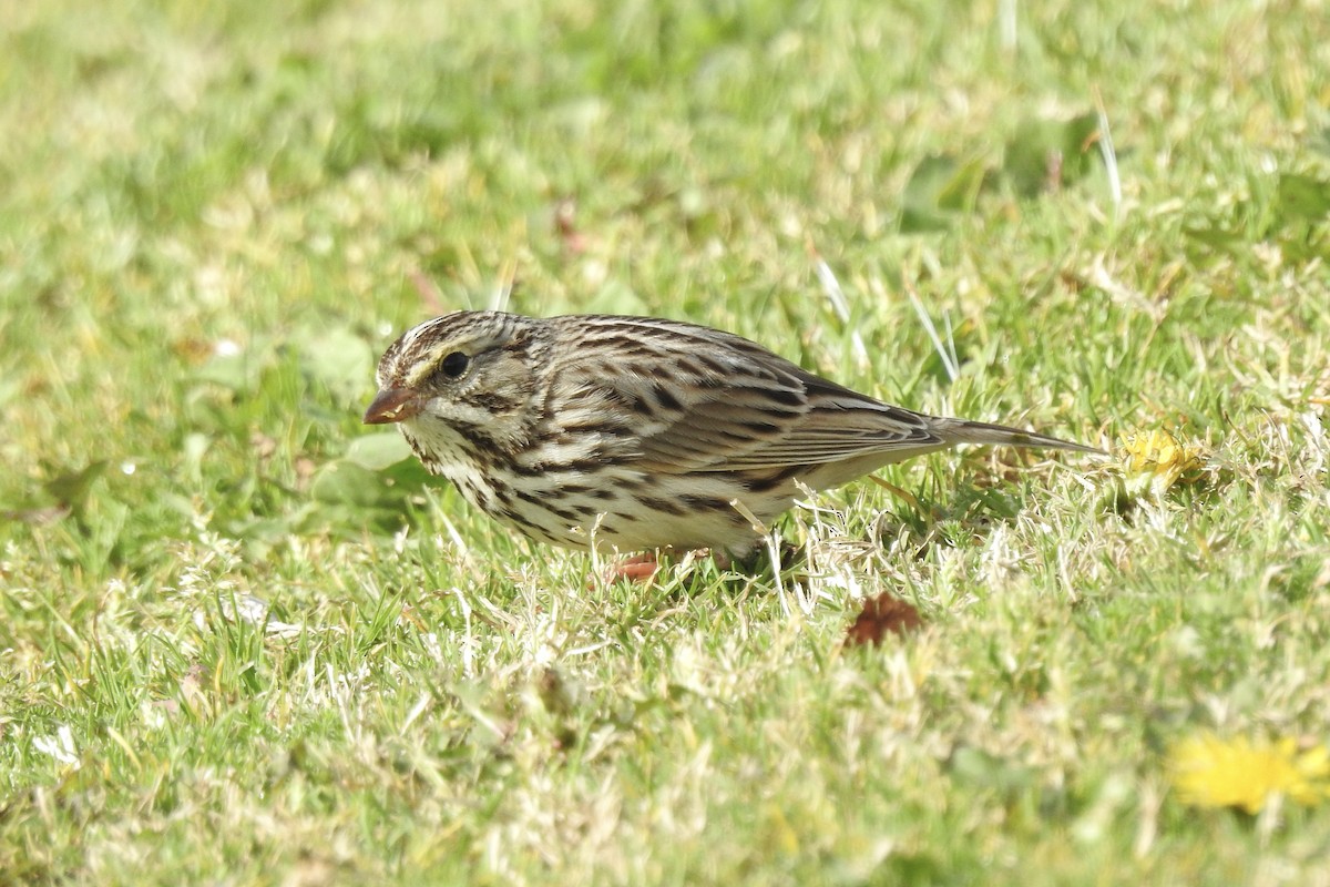 Savannah Sparrow - ML614024109