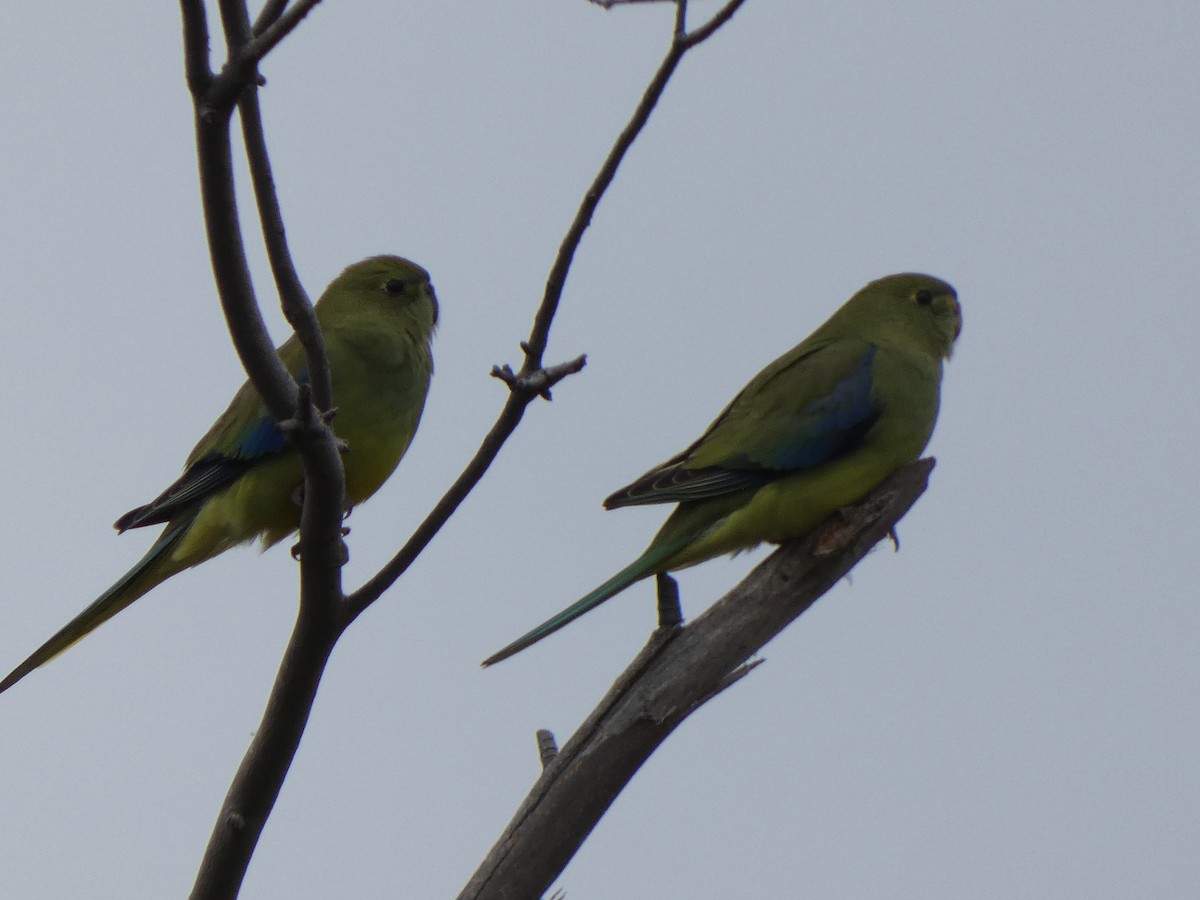 Blue-winged Parrot - ML614024110