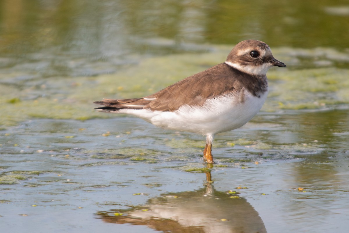 Common Ringed Plover - ML614024244