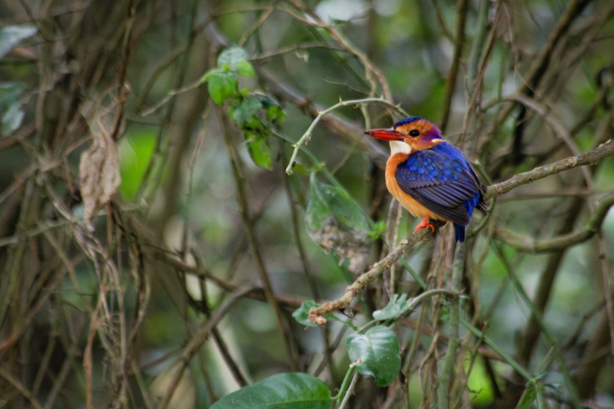 African Pygmy Kingfisher - ML614024397