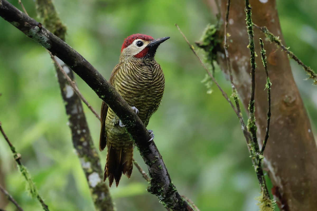 Golden-olive Woodpecker (rubripileus) - ML614024505