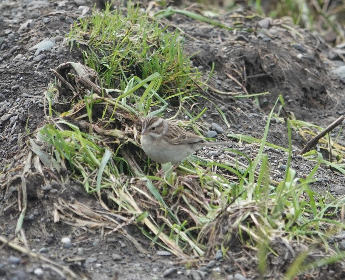 Clay-colored Sparrow - ML614024605